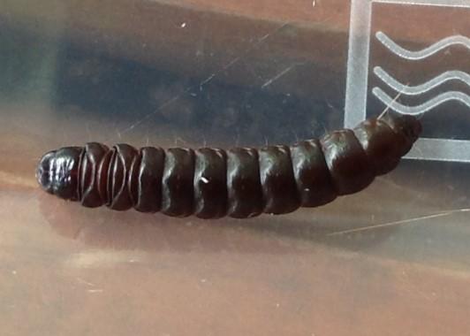 Stericta orchidivora