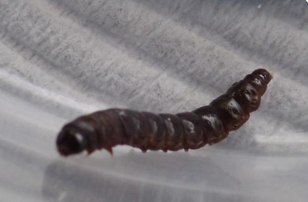 Stericta orchidivora