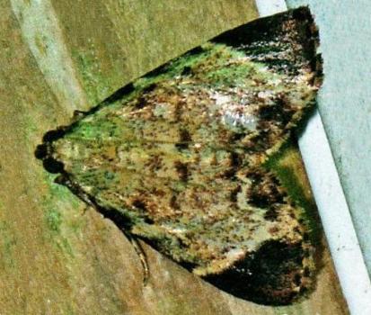 Stericta orchidivora