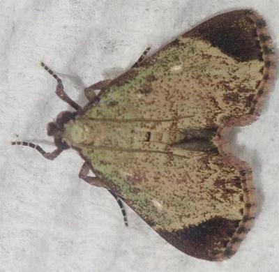 Stericta orchidivora