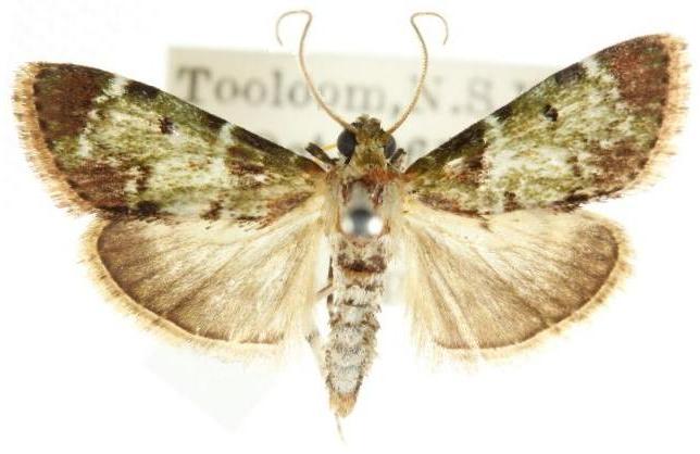 Stericta orchidivora