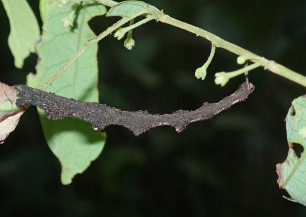 Stericta orchidivora