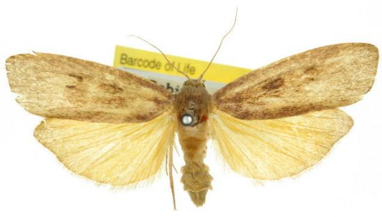 Tirathaba pseudocomplana