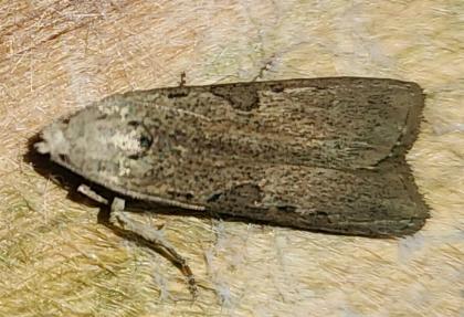 Tirathaba pseudocomplana