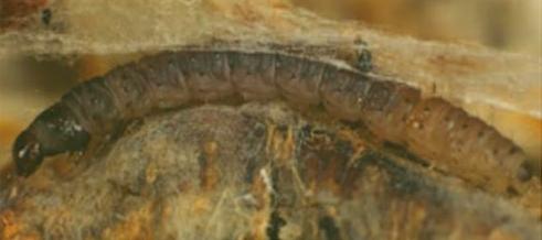 Endotricha puncticostalis