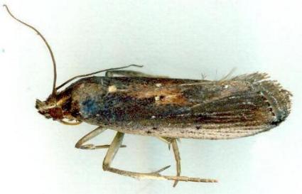 Morosaphycita tridens