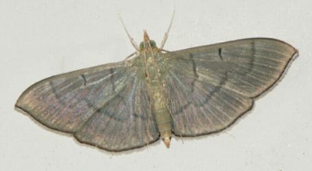 Lamprophaia ablactalis