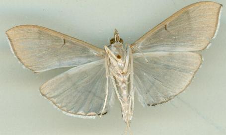 Lamprophaia ablactalis