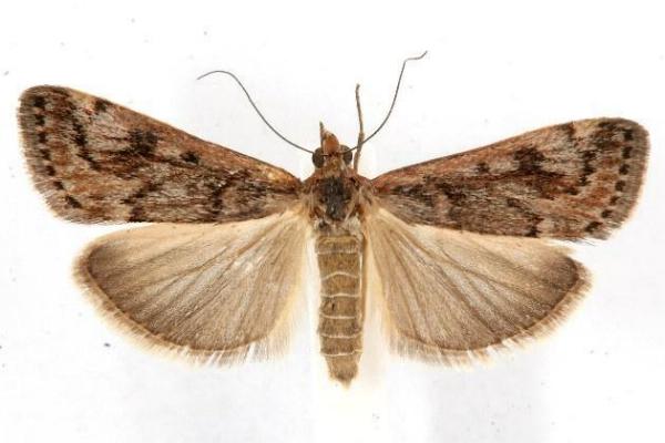 Achyra affinitalis