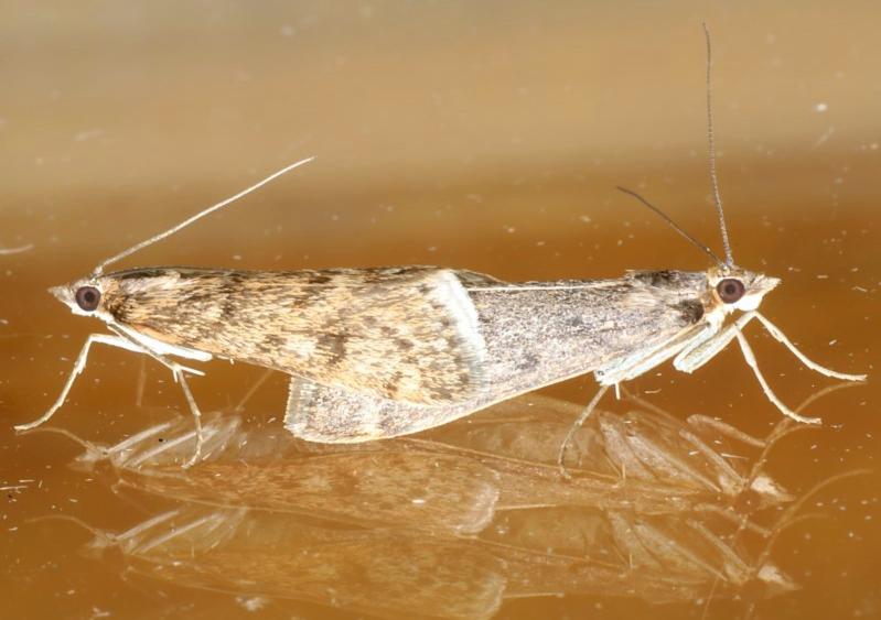 Achyra affinitalis