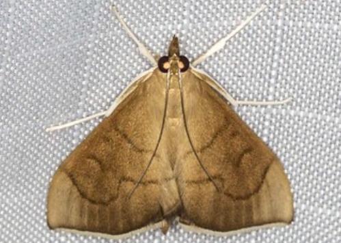 Lamprophaia albifimbrialis