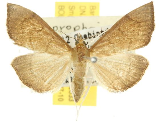 Lamprophaia albifimbrialis