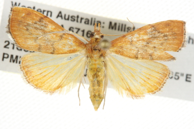 Hyalobathra brevialis