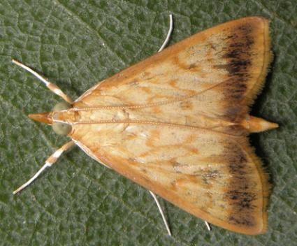 Crypsiptya coclesalis