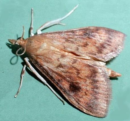Ostrinia furnacalis