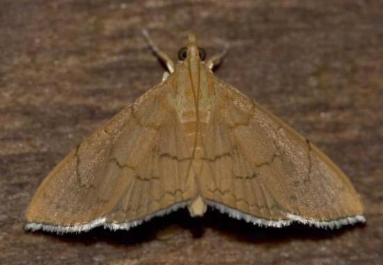 Hyalobathra illectalis