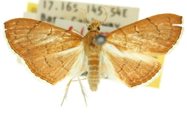 Hyalobathra illectalis