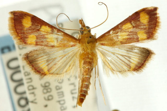 Pyrausta panopealis