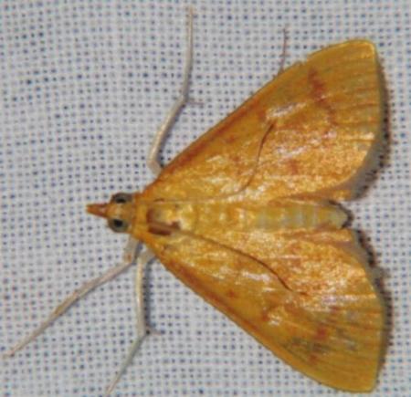 Paliga rubicundalis