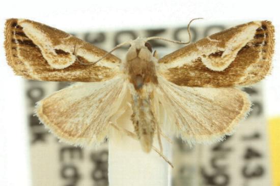 Rivula curvifera