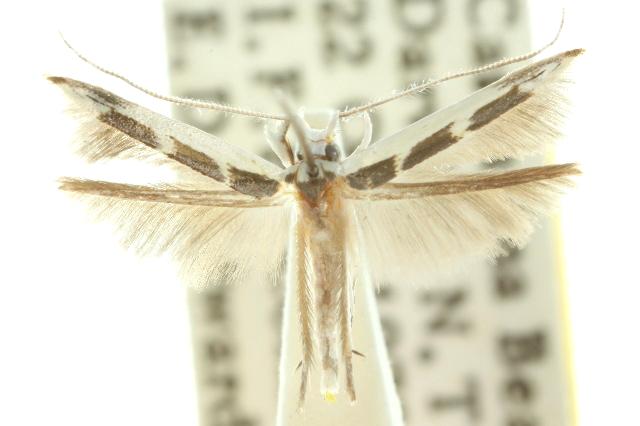 Vanicela xenadelpha