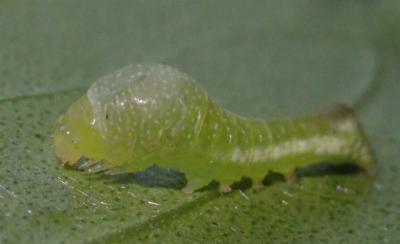 Thriponea nigrostrigata