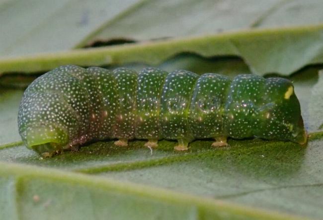Thriponea nigrostrigata