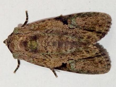 Thriponea nigrostrigata