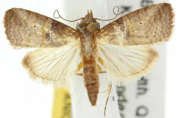 Gyrtothripa pusilla