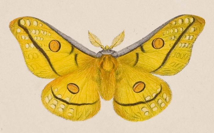 Opodiphthera astrophela