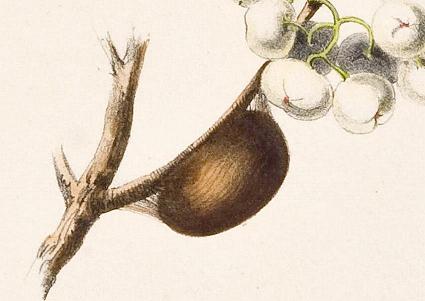 Opodiphthera astrophela