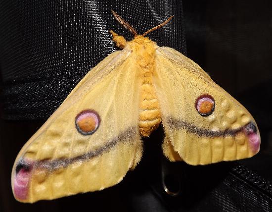 Opodiphthera engaea