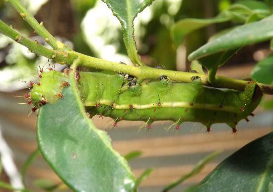 Syntherata escarlata
