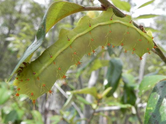 Syntherata escarlata