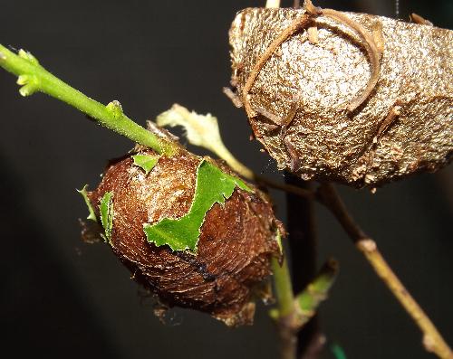 Syntherata escarlata