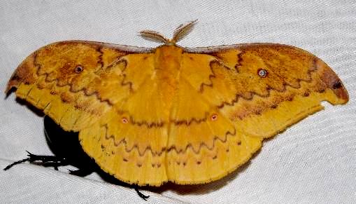 Syntherata escarlata