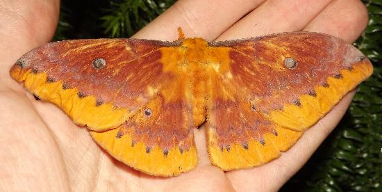 Syntherata escarlata