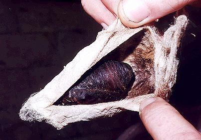 Coscinocera hercules