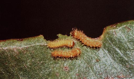 Syntherata janetta