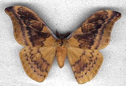 Syntherata janetta