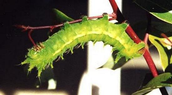 Syntherata janetta
