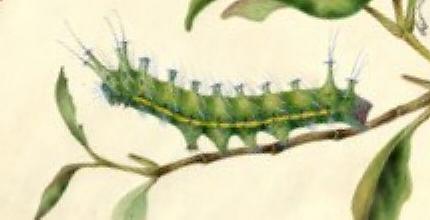 Syntherata janetta