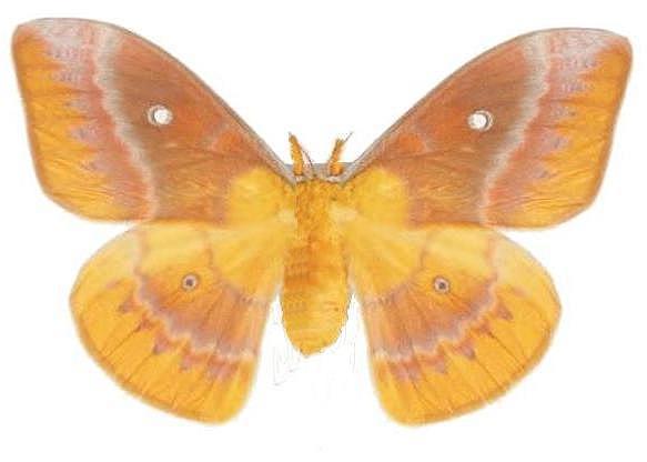 Syntherata pseudescarlata