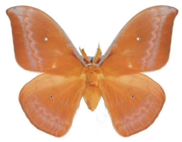 Syntherata pseudescarlata