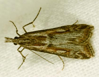 Scoparia anthracomochla