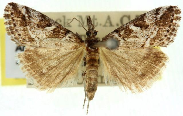 Phanomorpha dapsilis