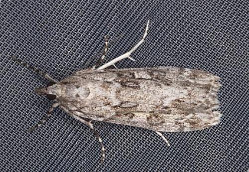 Scoparia favilliferella
