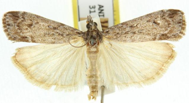 Scoparia favilliferella
