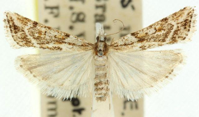 Scoparia ithyntis