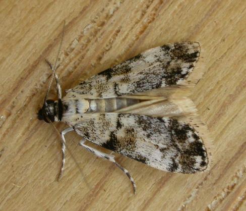 Scoparia niphetodes